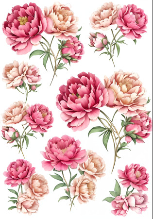 um conjunto de flores cor-de-rosa com folhas e caules, floral pattern, flores detalhadas, peony flowers, flores cor-de-rosa, flores ornamentadas, Florido, many peonies, peony, peony flower, design floral, peonies, papel de parede floral, flores florescendo, rosas decorativas, floral patterned skin, floral ornamentado, com flores coloridas, flores elegantes, flores bonitas, Roses