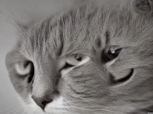 A 35mm photography of a highly detailed cat, full size, day time, macro, focus, photorealistic, cinematic, movie quality, vfx post production, rtx ray tracing lighting, 8k, octane render, epic cinematic 8k wallpaper, RAW photo, (high detailed skin:1. 2), film grain, Fujifilm XT3, wide angle