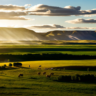 Araf in the field?The bright sun shone on them,green grasslands, open plains, Midday sun, Rolling hills, , grass field, vast expansive landscape, Mongolia, wind river valley, Vast landscape, dramatic warm morning light, far away landscape shot, Landscape photo, rolling foothills