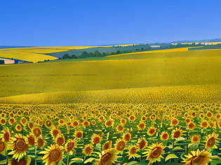 Sunflower fields in large clearings, Sunflower field, sunflower fields, scene: Sunflower field, scene : Sunflower field, flower  field, summer field, colours : yellow sunflowers, colours: yellow sunflowers, flower  field, himawari, detailed fields nature, Iowa, flower  field, large grassland, background of flowery hill, Crystal sunflower