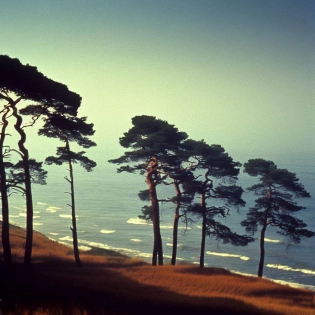 award winning minimalist photography. national geographic pine trees on the seashore year 1982 film photo