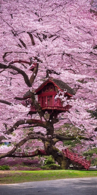 THE CHERRY BLOSSOM TREE HOUSE :: beautiful ornate treehouse in a gigantic pink cherry blossom tree :: on a high blue grey and brown cliff with light snow and pink cherry blossom trees :: Roger Deakins and Moebius and Alphonse Much and Guweiz :: Intricate details, very realistic, cinematic lighting, volumetric lighting, photographic, --ar 9:20 --no blur bokeh defocus dof --s 4000