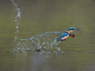 Beautiful kingfisher catching a fish, cinematic lighting --beta --ar 2:3 --upbeta