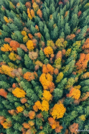 bird view of a foggy forest | autumn colours | pine trees | oak tree | 35mm photograph