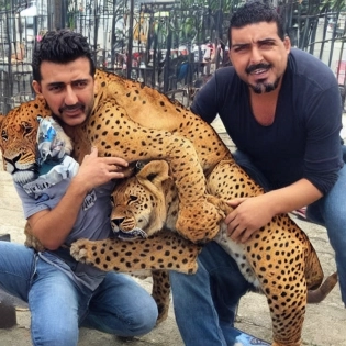 Un hombre fuerte con su mascota que es un leon