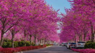 a car parked on the side of the road?The streets are lined with pink trees, spring season city, pink trees, Tall purple and pink trees, Magenta tree, purple flower trees, the cherry trees, Cherry blossom trees, the cherry trees, vivid vivid colors, giant cherry trees, Scenic Colorful Environment, vibrant and vivid, Beautiful trees, detailed trees in bloom, Musk is on such a path