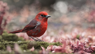 a diamond bird from Forbes that is in a tree is the main protagonist Natural realistic rendering, fotorrealista altamente detallado, render fotorrealista, Arte conceptual fotorrealista, Render hiper real, Renderizado 3D realista rojo, Aves f CGsociety, Imagen fotorrealista, fotorrealista altamente detallado, Renderizado detallado hiperrealista, Imagen detallada fotorrealista, Red bird, super detailed render, Renderizado de alta calidad
