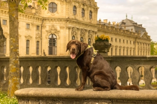 brown Labrador