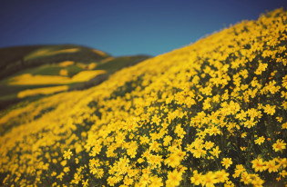 yellow flowers in a field with a blue sky in the background, an aesthetic field of flowers, background of flowery hill, field of flowers, flower field, fields of flowers, full of yellow flowers flowers, yellow flowers, in a field of flowers, field of flowers background, flowerfield, field of wild flowers, flower fields, flowers blooming, golden flowers