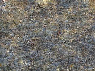 Beautiful kingfisher catching a fish, cinematic lighting --beta --ar 2:3 --upbeta