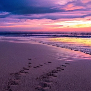 blue and purple sea at the beach, purple skies, dag walking away and paw prints on the sand