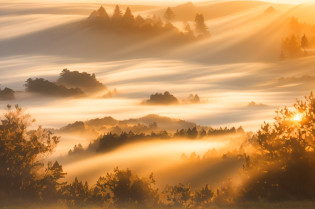 Trees and bushes in the foreground?The background is sunset, Fog prime hour, Mysterious orange fog, Foggy sunset, golden mist, Mist, orange fog, A shimmering colorful mist, Backlit fog, thin fog, author?Etienne Dressett, Fog blanket, Billowing fog, oregon, author?Sebastian Spoon, Light fog in the early morning, Swirling fog, Mist morning light