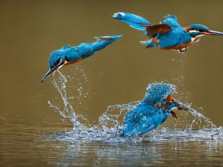 Beautiful kingfisher catching a fish, cinematic lighting --beta --ar 2:3 --upbeta